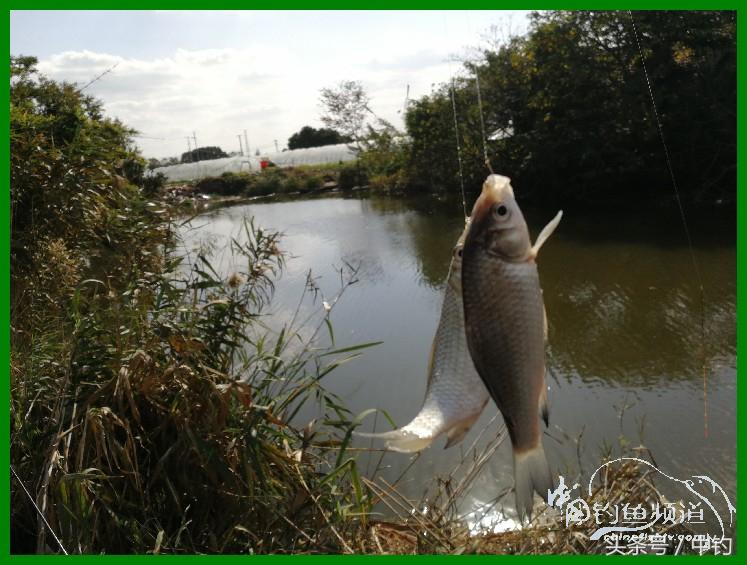 爽钓渔具,爽钓黄金版