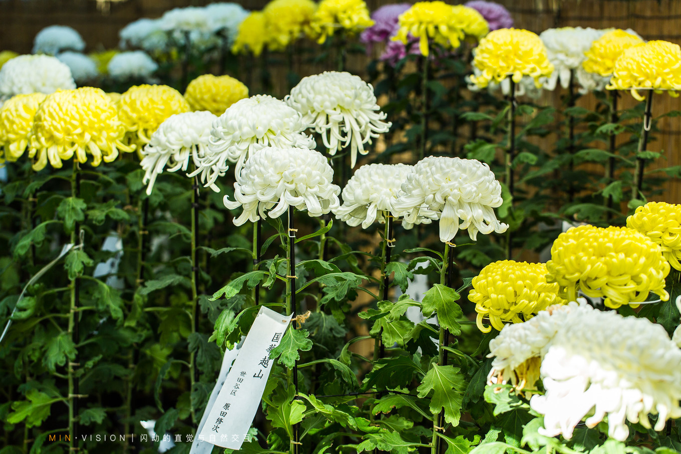 去东京玩用什么攻略,东京攻略东京