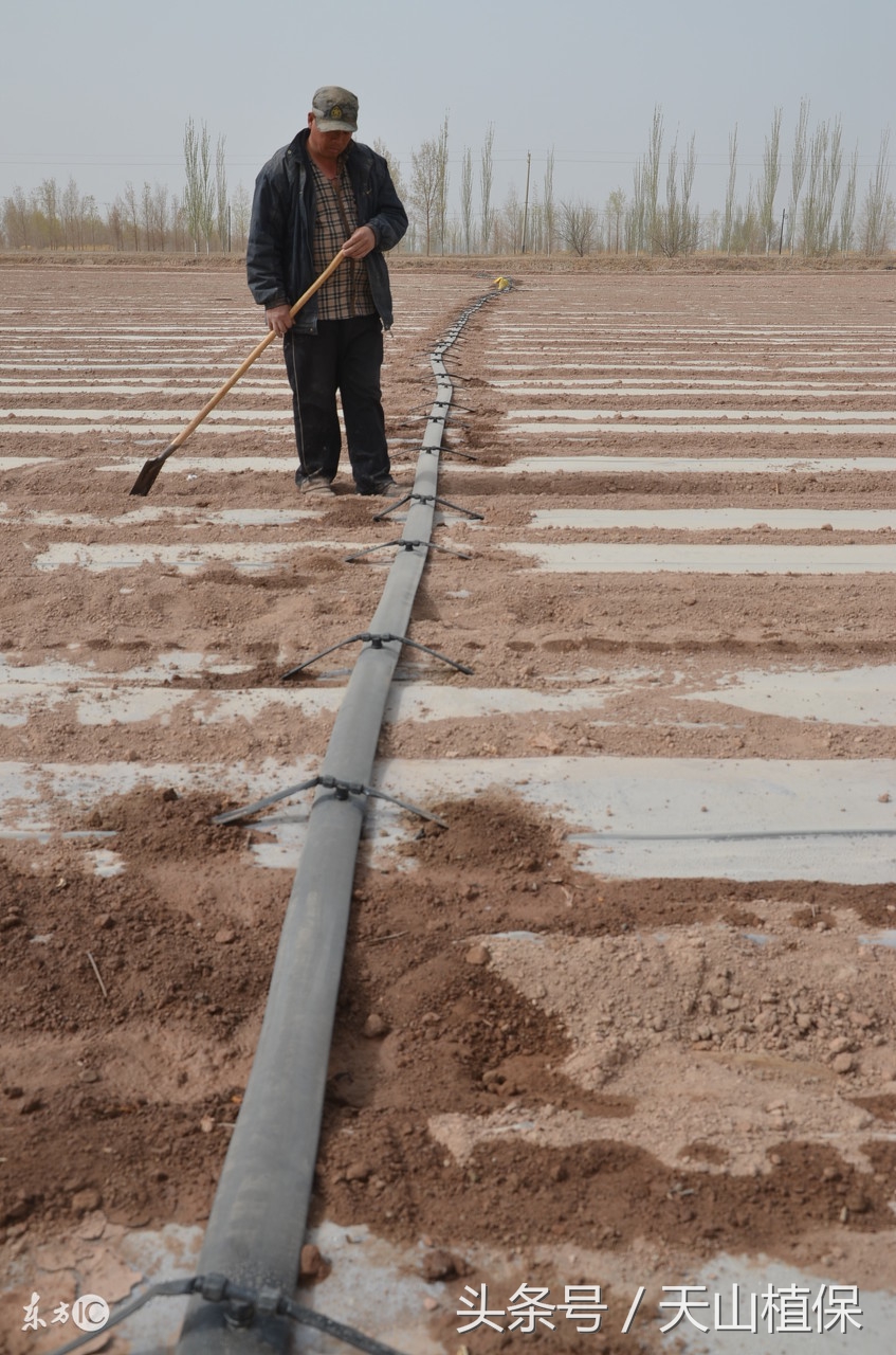 棉花滴肥管理,棉田滴灌技术