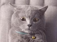 欧阳娜娜张子枫谭松韵对比,张子枫欧阳娜娜照片对比