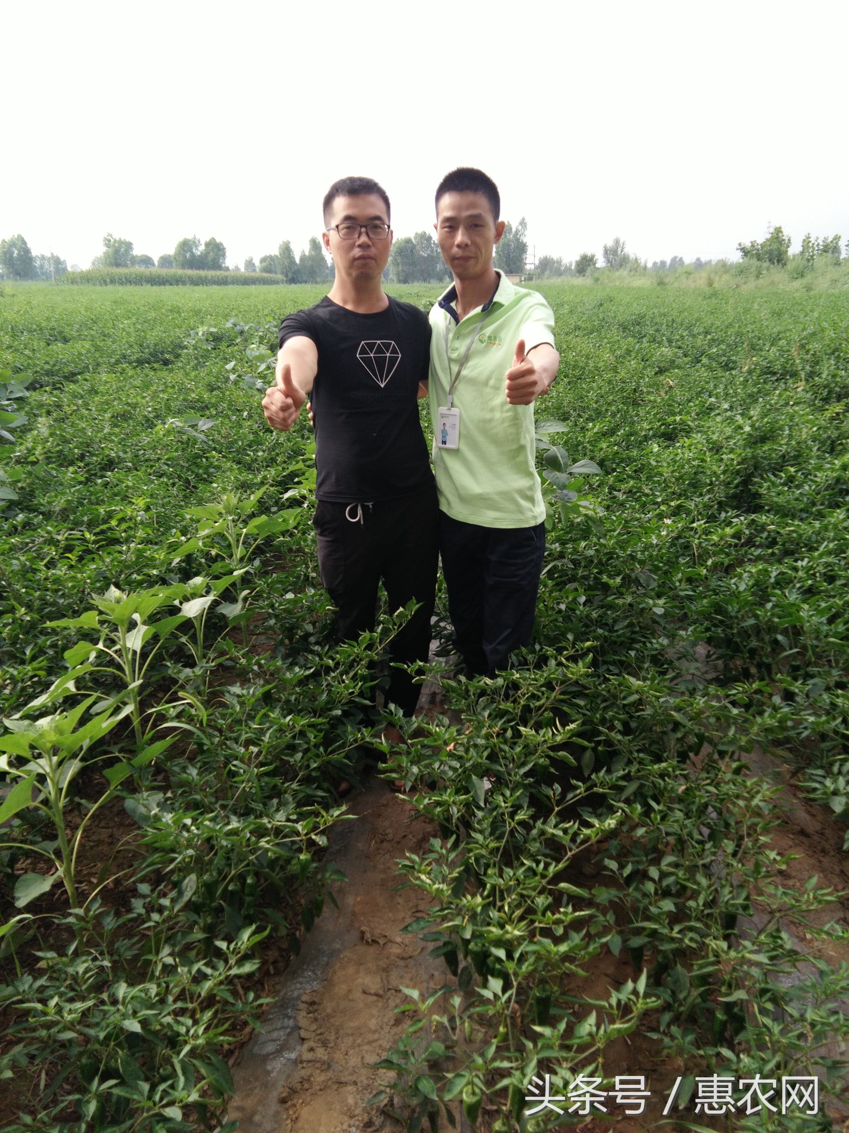 网上卖辣椒有多大的利润,卖辣椒年赚8000万