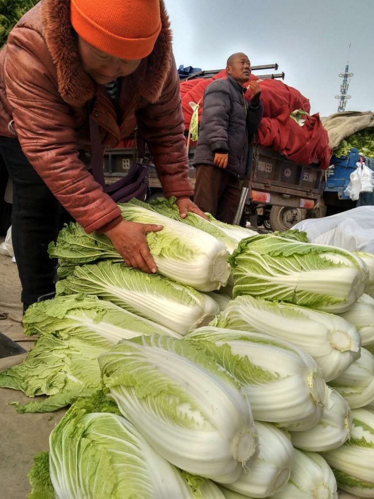 嘉兴批发市场大白菜多少钱一斤,徐州哪里有批发大白菜的