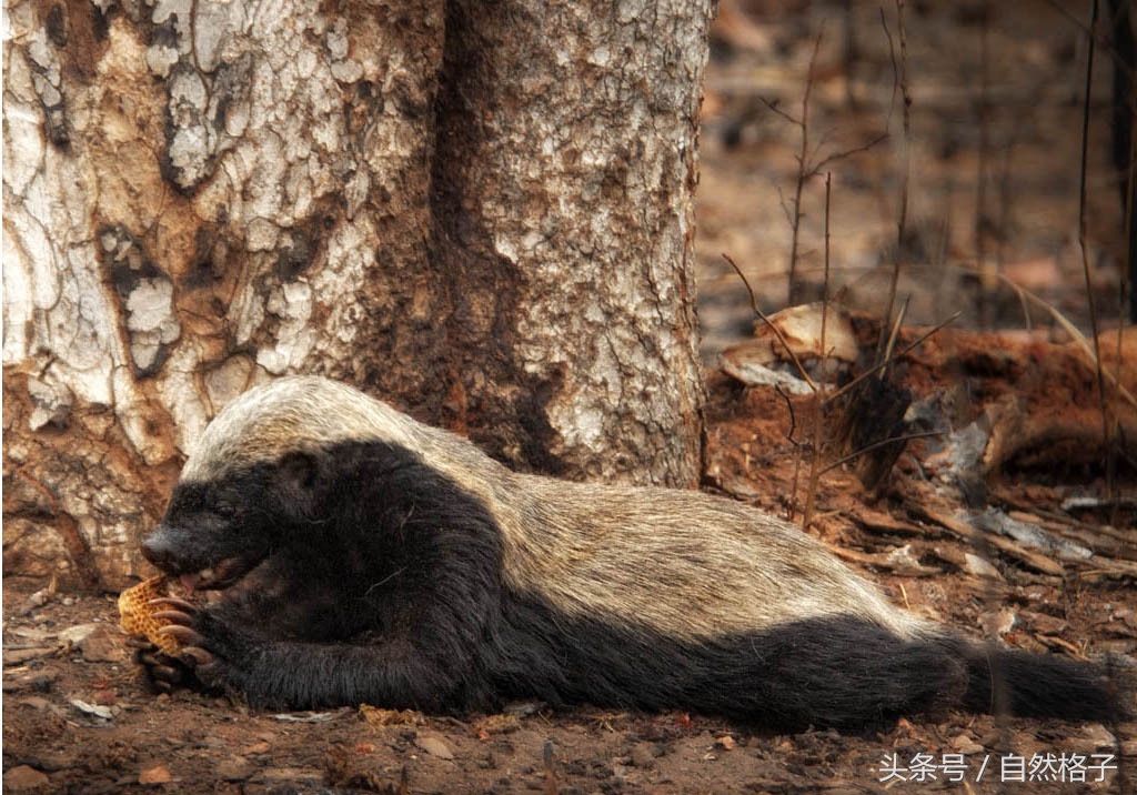 平头哥蜜獾为什么天不怕地不怕,平头哥蜜獾为啥谁也不怕