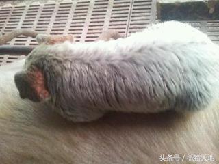 养猪技术手册,养猪技术手册四册