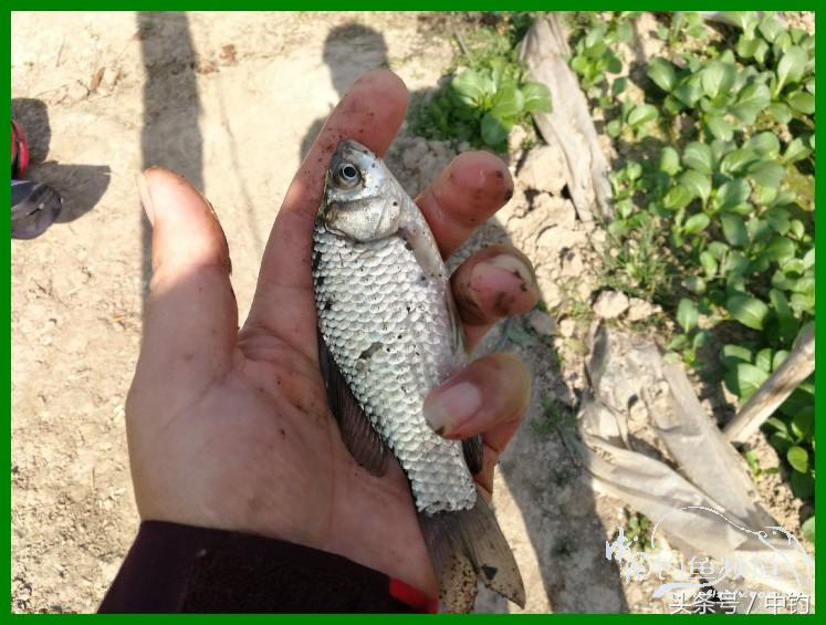 爽钓渔具,爽钓黄金版