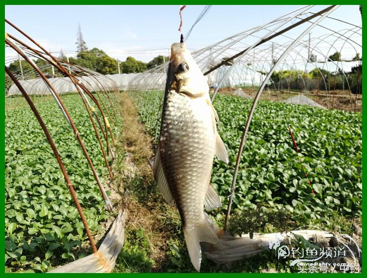 爽钓渔具,爽钓黄金版