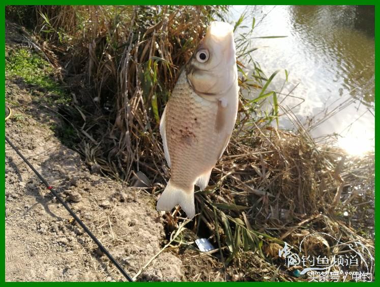 爽钓渔具,爽钓黄金版