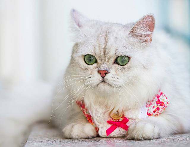 养猫选金吉拉还是银渐层,如何购买品相好的金吉拉猫