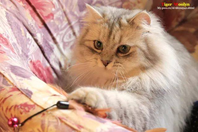 养猫选金吉拉还是银渐层,如何购买品相好的金吉拉猫