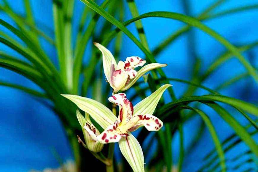 清新淡雅兰花微信头像,清新淡雅的兰花图片