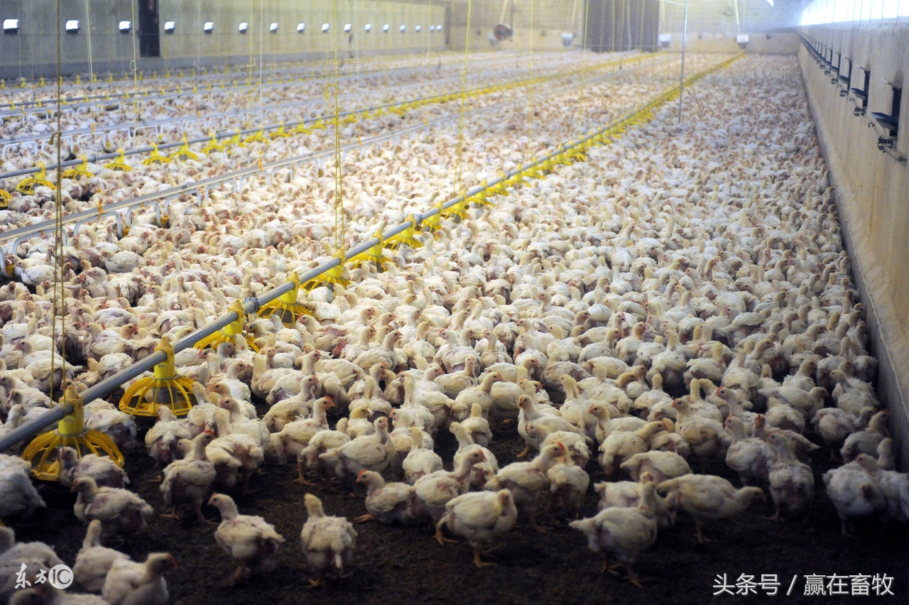 鸡肿头肿脸发白什么原因,鸡肿头肿的快速消除方法