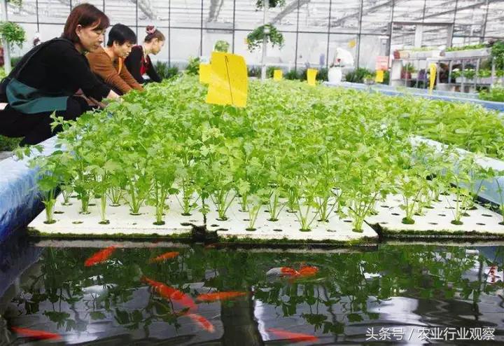 创业小黑板｜鸭稻共生、稻鳖共生、鸡茶共生、稻鱼共生