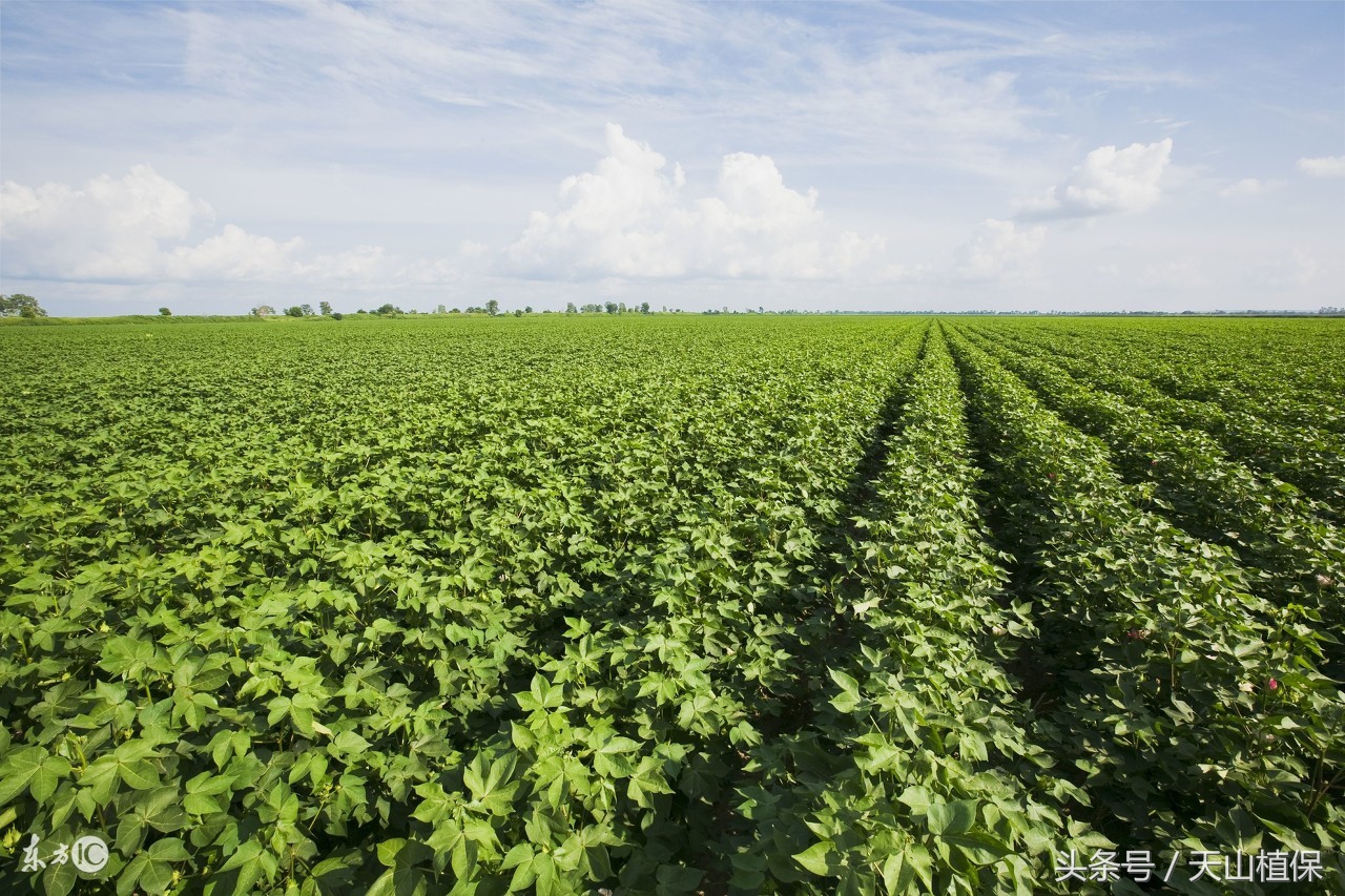 棉花滴肥管理,棉田滴灌技术
