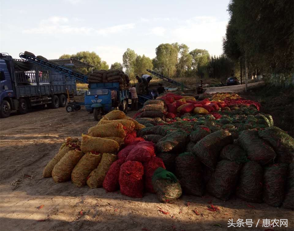 网上卖辣椒有多大的利润,卖辣椒年赚8000万