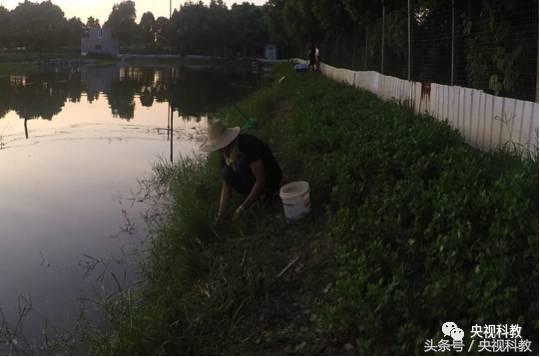 我爱发明引鳝出洞视频,引鳝出洞
