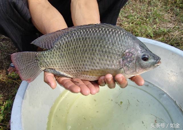 告诉你个懒人养鱼收益高的方法,简述养鱼的基本模式及其发展方向