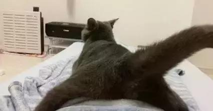 国外一只猫经常露出奇怪表情,国外一只猫每天自己外出