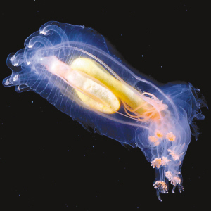 海参有几种颜色的,海参不同的颜色