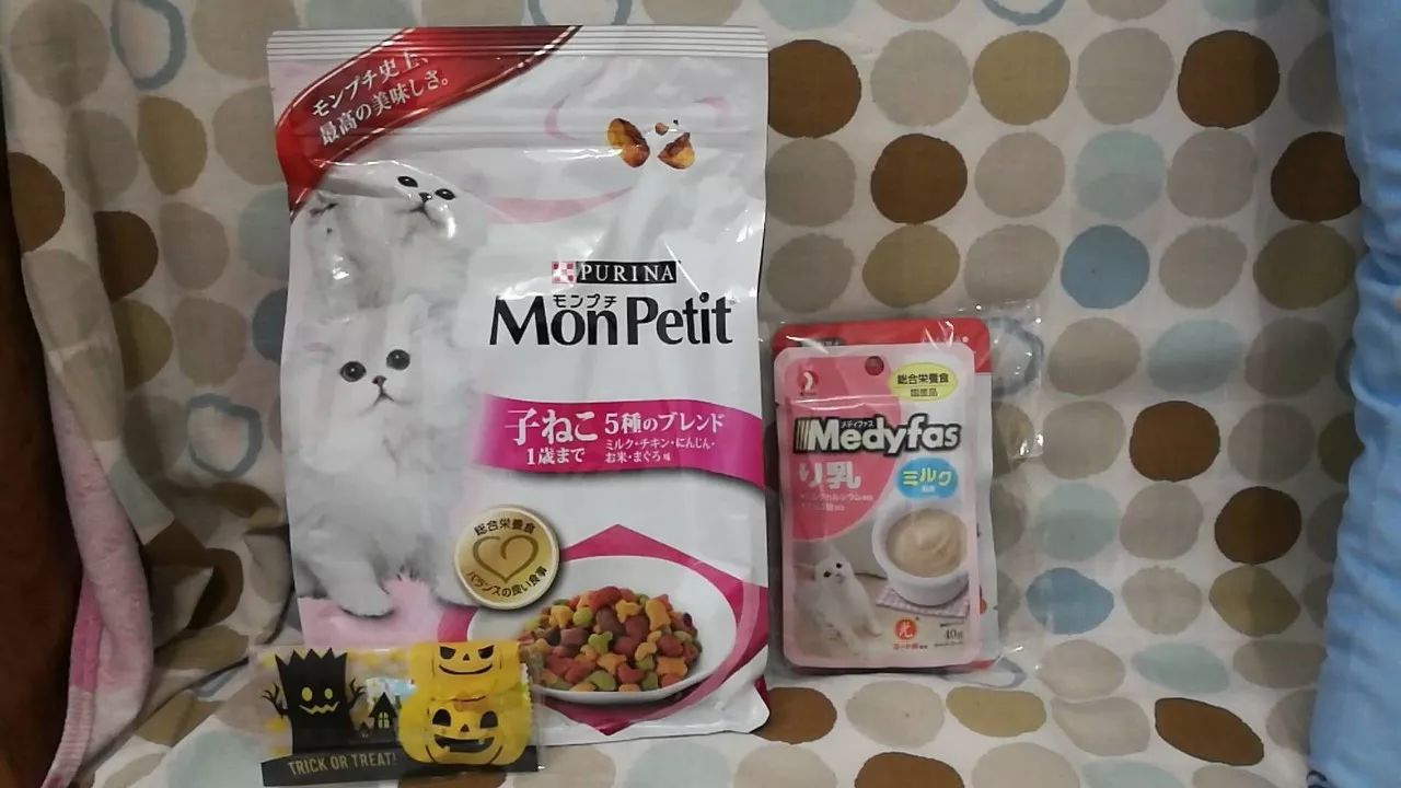 领养猫咪怎么看精神状态,领养猫咪如何知道乖不乖