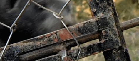 平头哥蜜獾为什么天不怕地不怕,平头哥蜜獾为啥谁也不怕