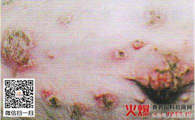 养猪技术手册,养猪技术手册四册