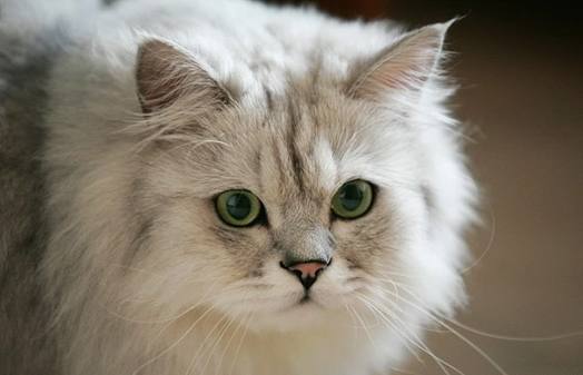 养猫选金吉拉还是银渐层,如何购买品相好的金吉拉猫