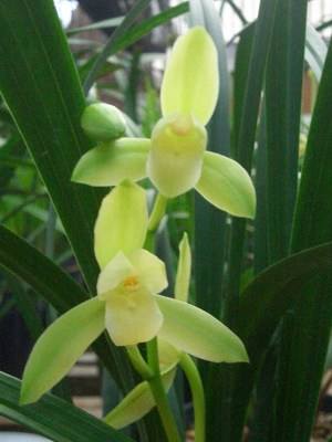 清新淡雅兰花微信头像,清新淡雅的兰花图片