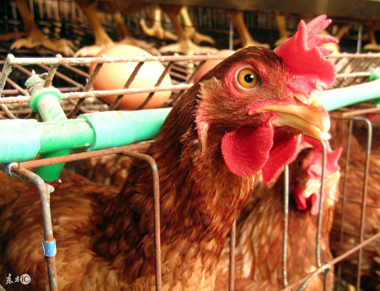 淘汰鸡到底是什么,淘汰鸡是什么鸡呀