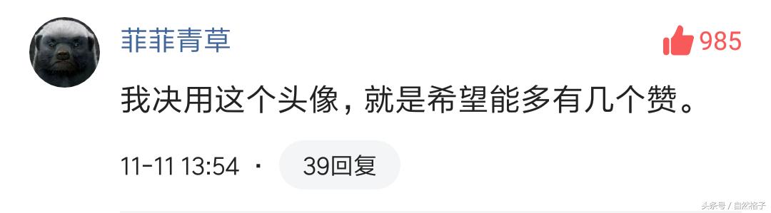 平头哥蜜獾为什么天不怕地不怕,平头哥蜜獾为啥谁也不怕