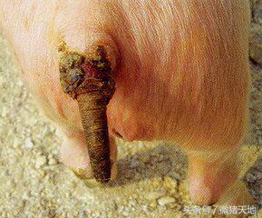 养猪技术手册,养猪技术手册四册