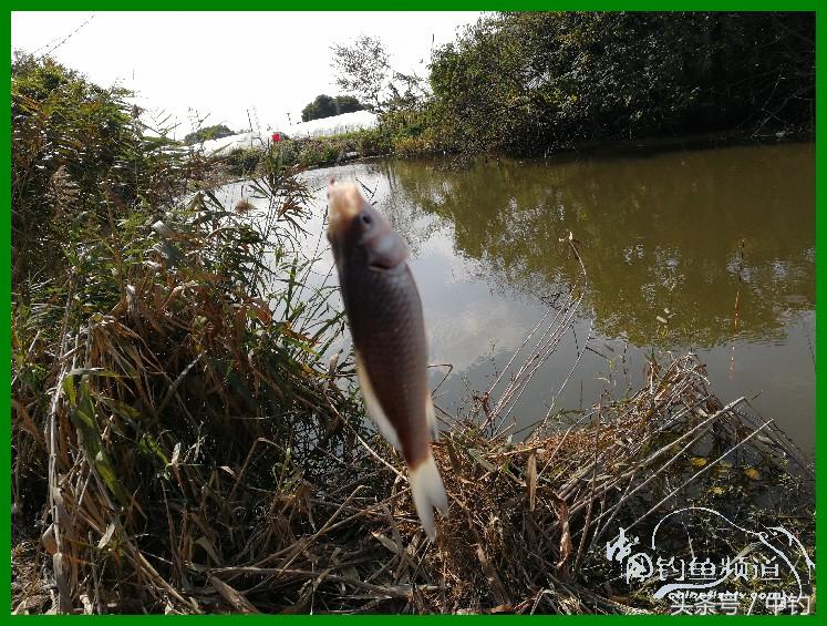 爽钓渔具,爽钓黄金版