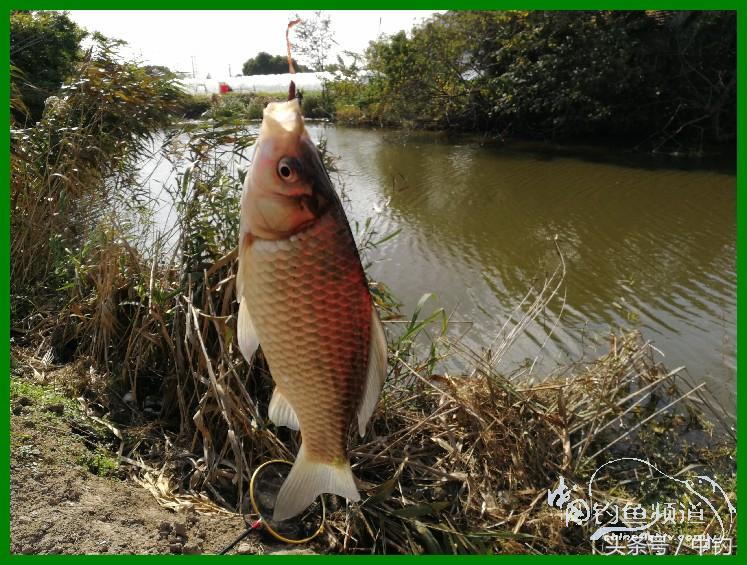 爽钓渔具,爽钓黄金版