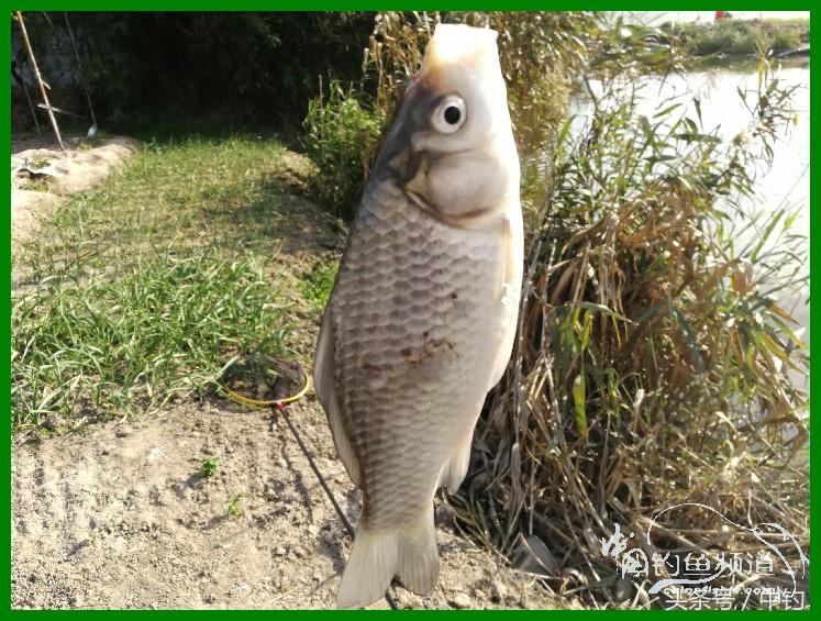 爽钓渔具,爽钓黄金版