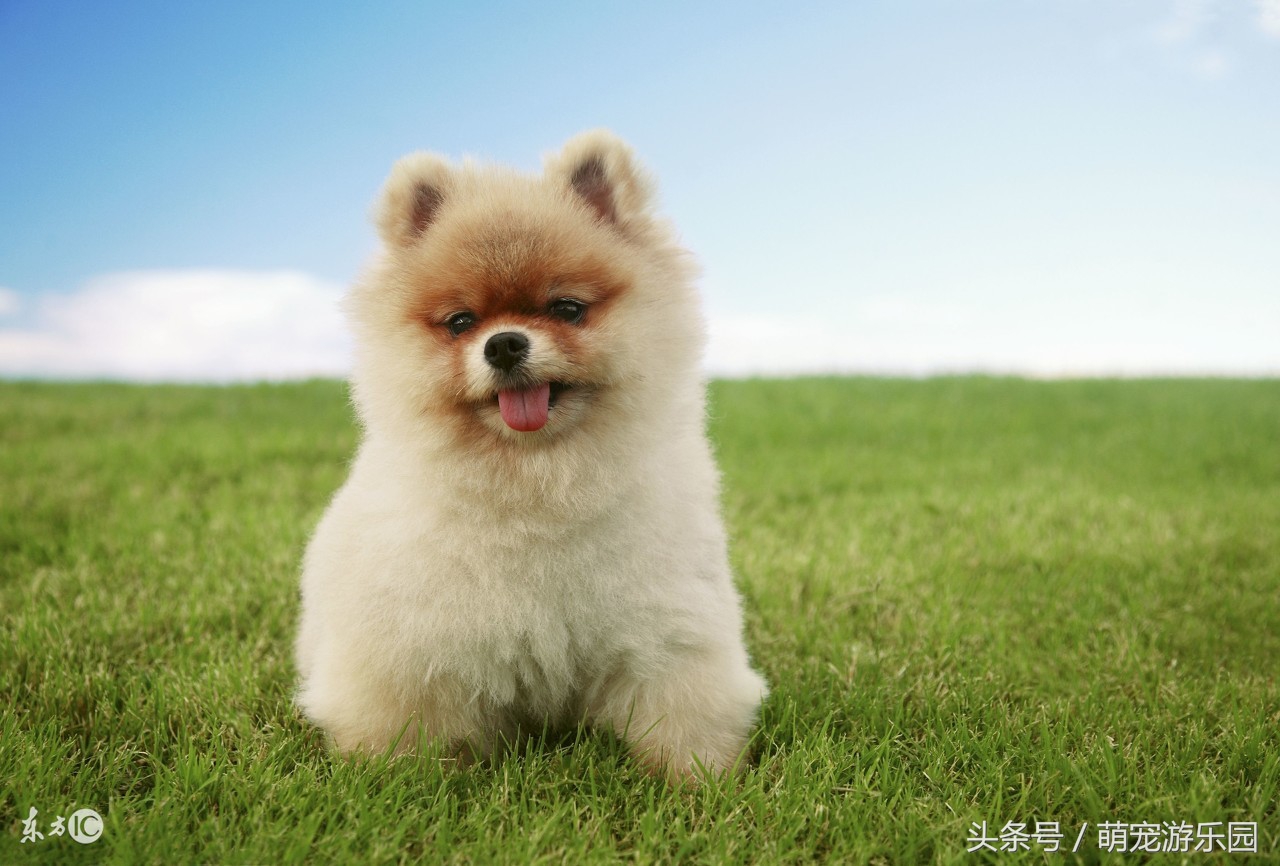 小狗狗接生教程,新手怎么给狗狗接生