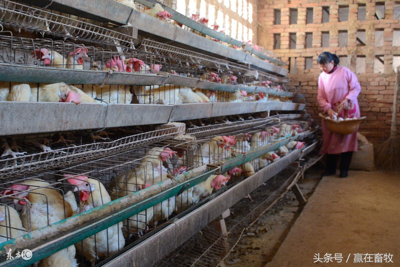 鸡肿头肿脸发白什么原因,鸡肿头肿的快速消除方法