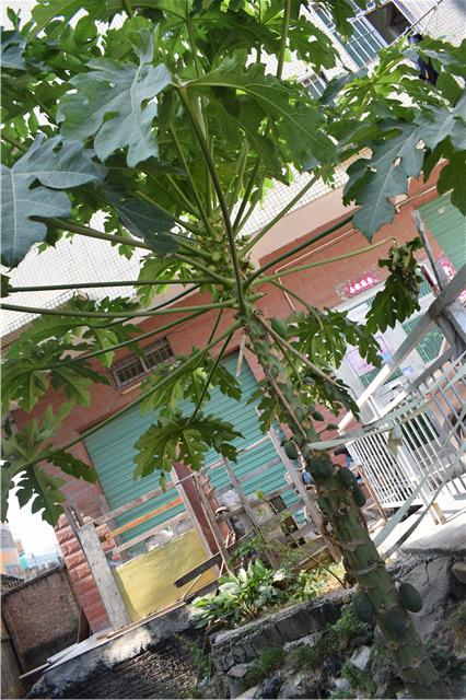 家里种的木瓜为什么只开花不结果,家门口种了一棵枣树和柿子