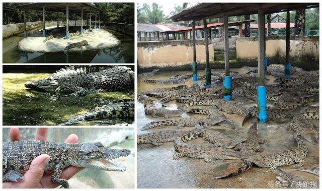 马来西亚乐高主题公园攻略,马来西亚乐高乐园有哪些景点