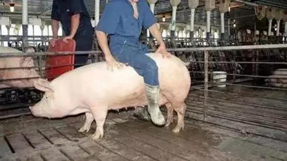 母猪的饲养和管理方法,母猪配怀饲养管理技巧