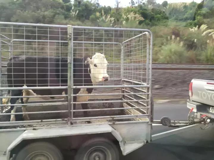 他们有钱，会玩，没有中产焦虑