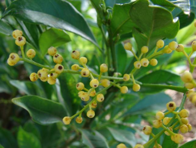 养花技巧：老花匠教你如何在春夏秋冬四季给米兰花浇水！