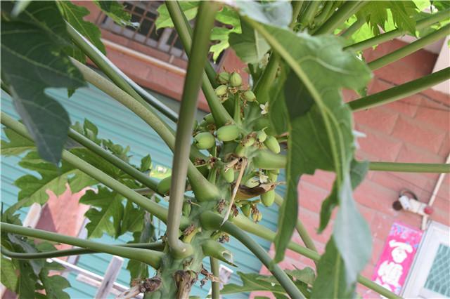 家里种的木瓜为什么只开花不结果,家门口种了一棵枣树和柿子