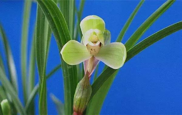 兰花未来市场行情,兰花价格行情在哪里看