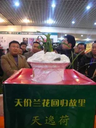 兰花未来市场行情,兰花价格行情在哪里看