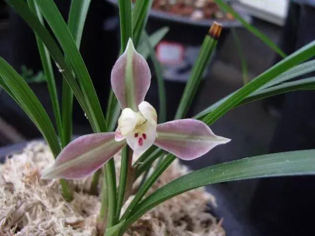 兰花未来市场行情,兰花价格行情在哪里看