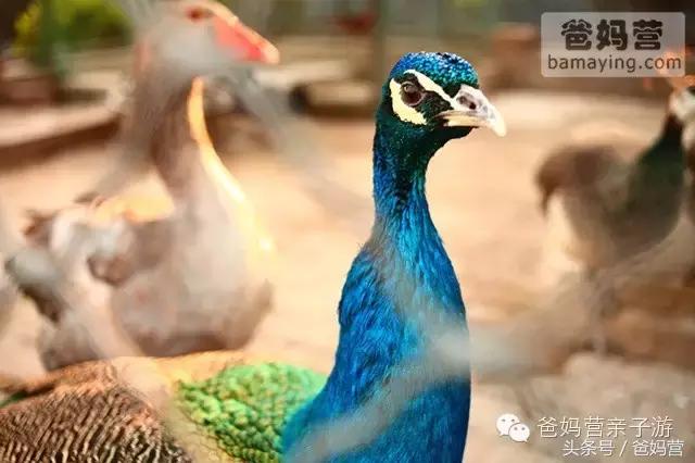 江浙沪十佳亲子酒店,适合亲子酒店推荐