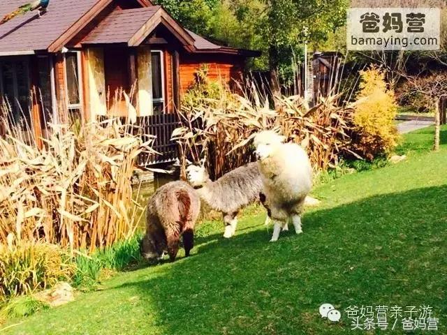 江浙沪十佳亲子酒店,适合亲子酒店推荐