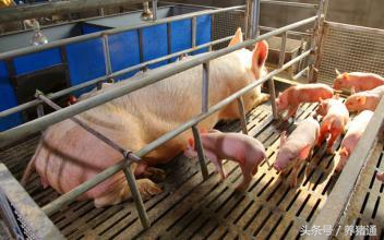 猪场管理养猪技术,猪场种猪管理技术