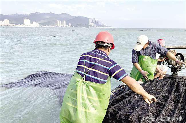 饶平紫菜和南澳紫菜,南澳紫菜和霞浦紫菜哪个好