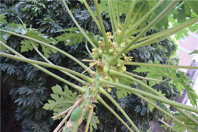 家里种的木瓜为什么只开花不结果,家门口种了一棵枣树和柿子