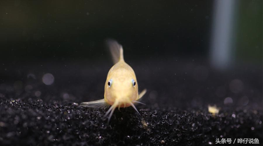 最容易养的鱼类排行榜,什么鼠鱼最便宜最好养